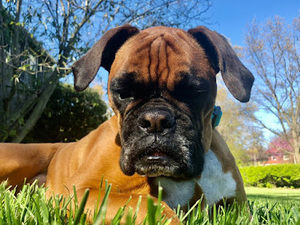 Meet your Posher, Augusta